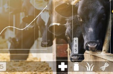 Intelligent Knowledge Management for Livestock Sales